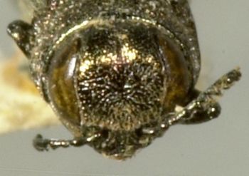 Media type: image;   Entomology 2137 Aspect: head frontal view